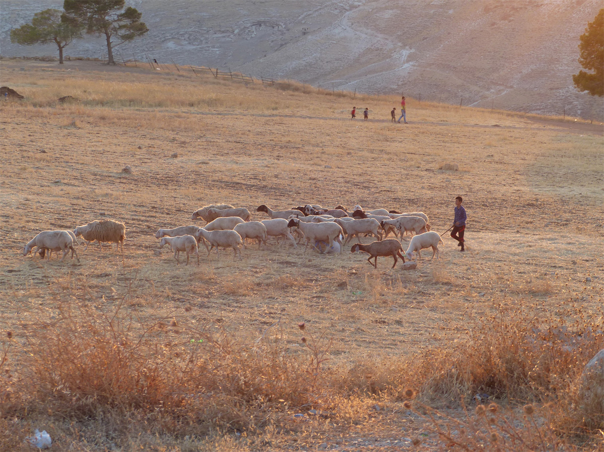 Betheem petit berger au champ