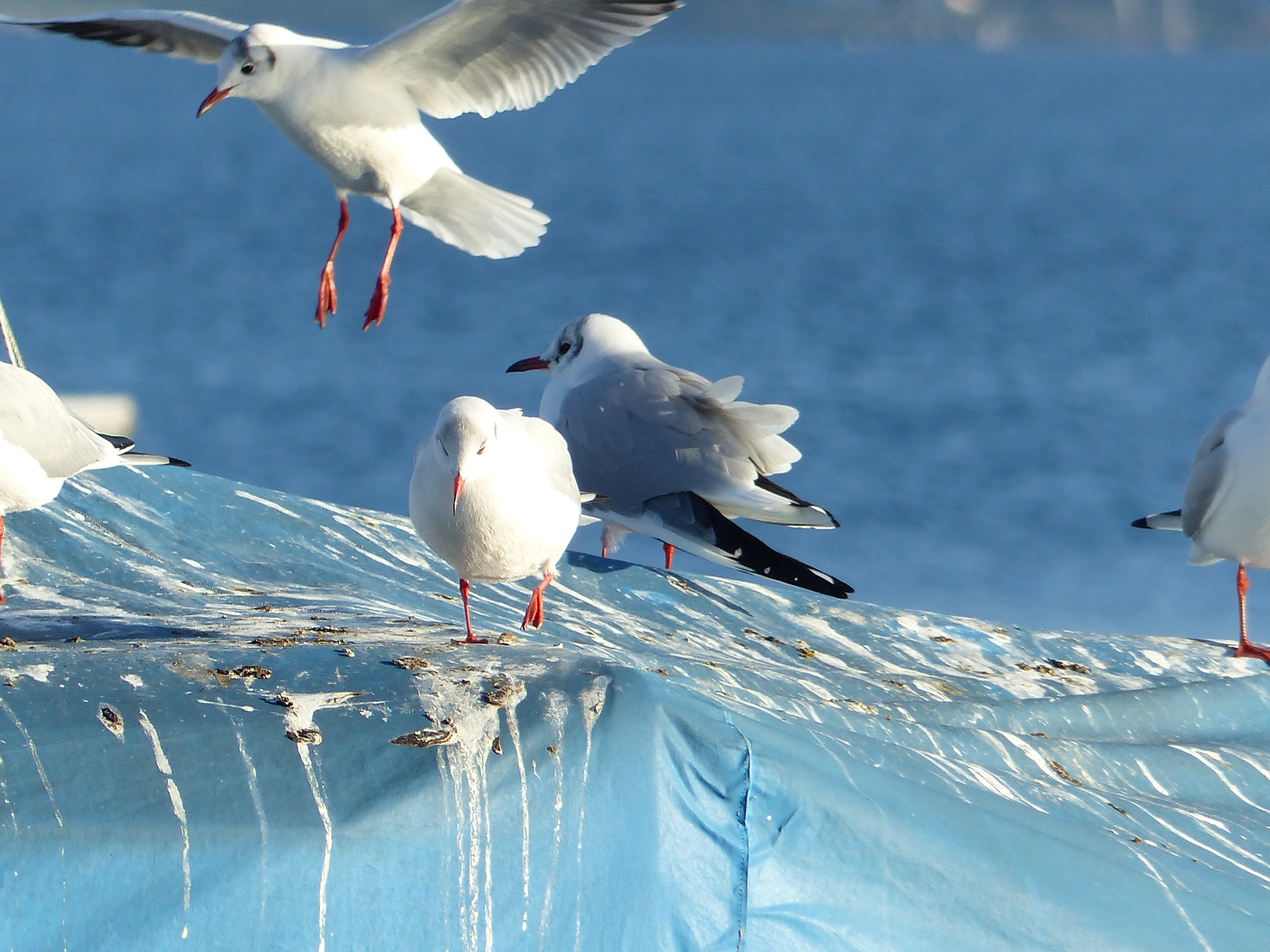 pigeons sur un bateau