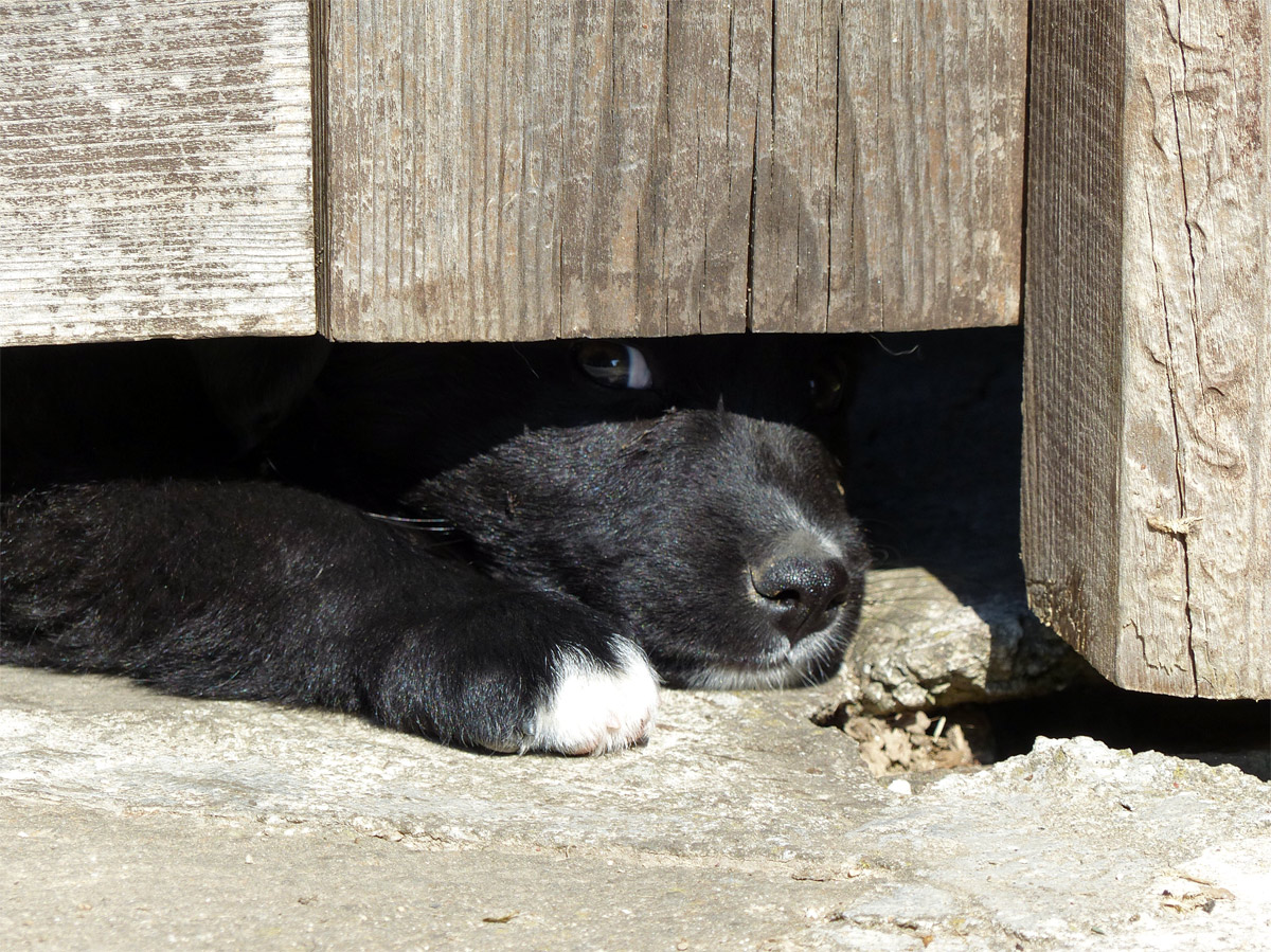 un petit chien sous une clotûre