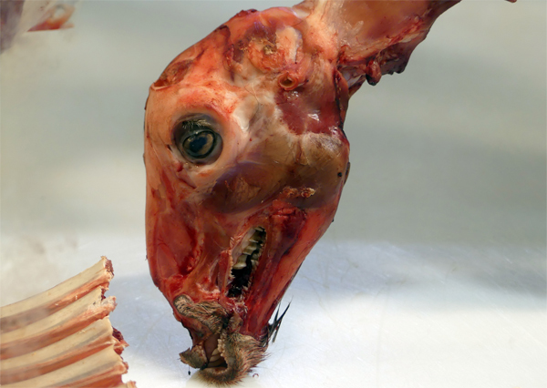 tête et côtes de mouton, marché 