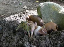 petits cochons