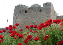coquelicots